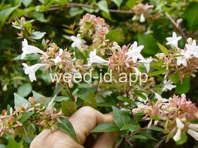 Abelia grandiflora
