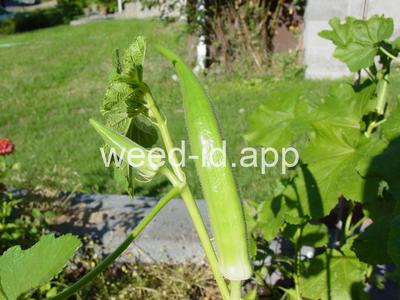 okra