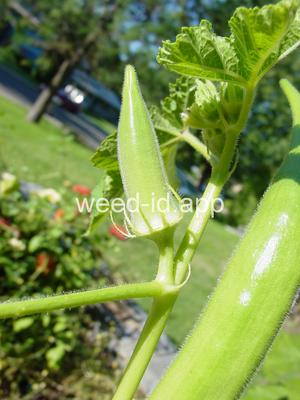 okra