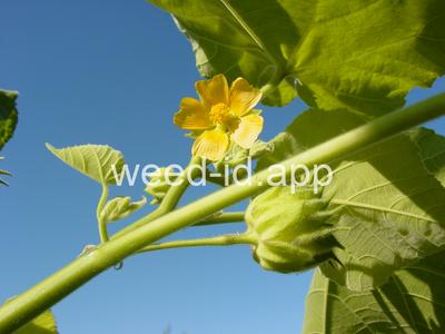 velvetleaf