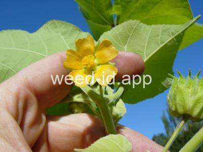 velvetleaf