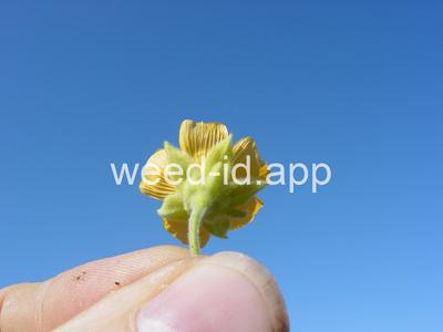 velvetleaf