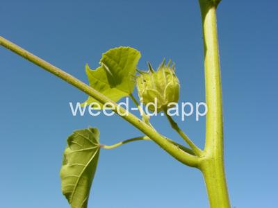 velvetleaf