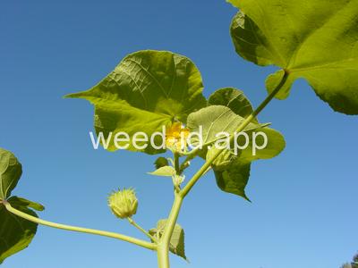 velvetleaf