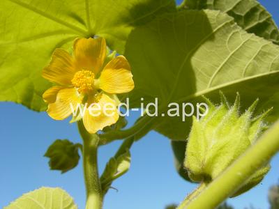 velvetleaf