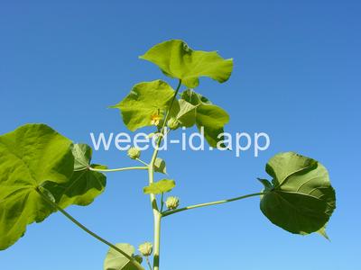 velvetleaf