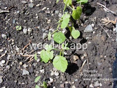 velvetleaf