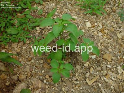 copperleaf, hophornbeam