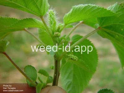 copperleaf, hophornbeam