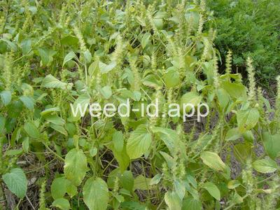 copperleaf, hophornbeam