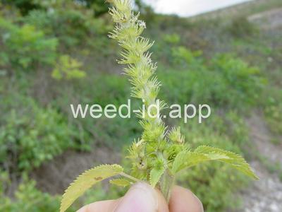 copperleaf, hophornbeam