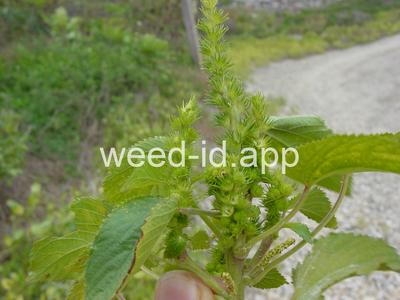 copperleaf, hophornbeam