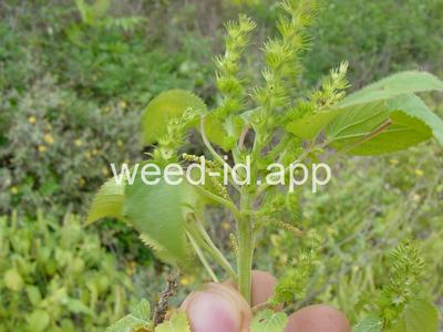 copperleaf, hophornbeam