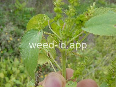 copperleaf, hophornbeam