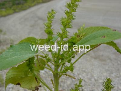 copperleaf, hophornbeam