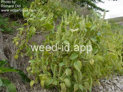 copperleaf, hophornbeam