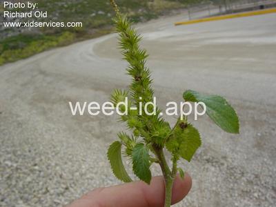 copperleaf, hophornbeam