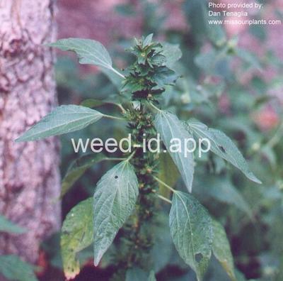 copperleaf, Virginia