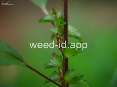 copperleaf, Virginia