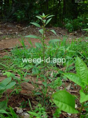 copperleaf, Virginia