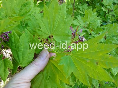 Acer circinatum