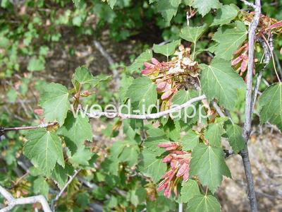 Acer douglasii