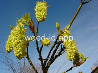 Acer macrophyllum