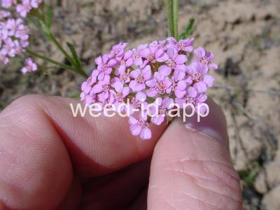 yarrow, common
