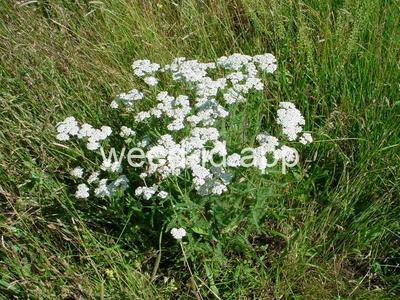 yarrow, common
