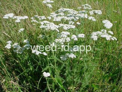 yarrow, common