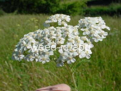 yarrow, common