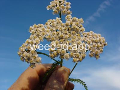 yarrow, common