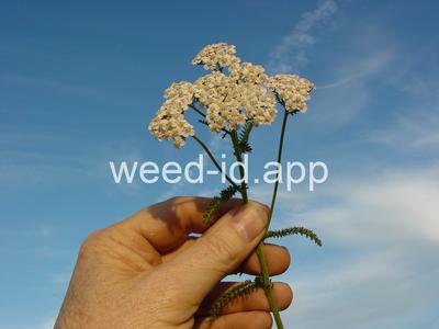 yarrow, common