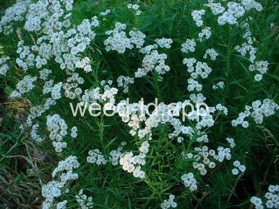 yarrow, sneezewort