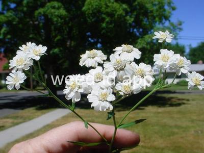yarrow, sneezewort