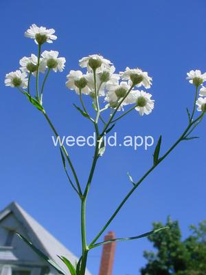 yarrow, sneezewort