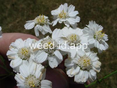 yarrow, sneezewort
