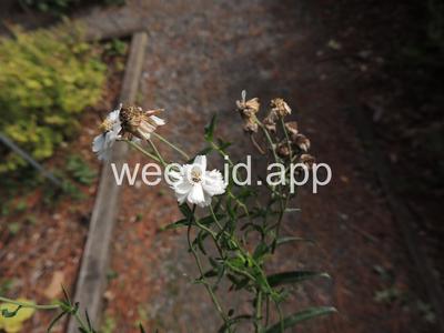yarrow, sneezewort