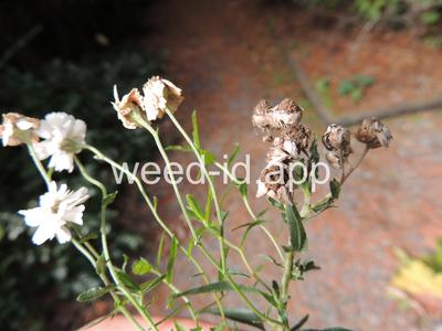 yarrow, sneezewort