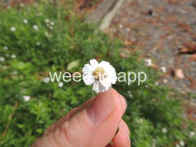 yarrow, sneezewort