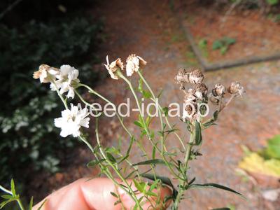 yarrow, sneezewort