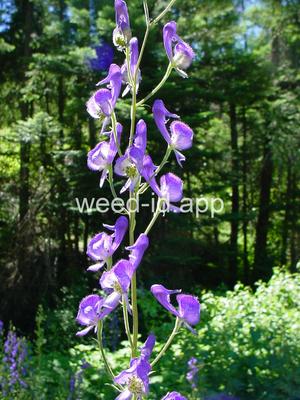 Aconitum columbianum