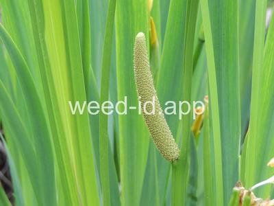 Acorus calamus