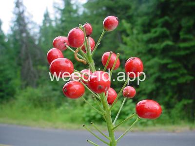 Actaea rubra