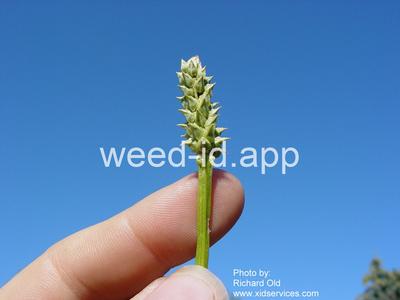 pheasant-eye, summer