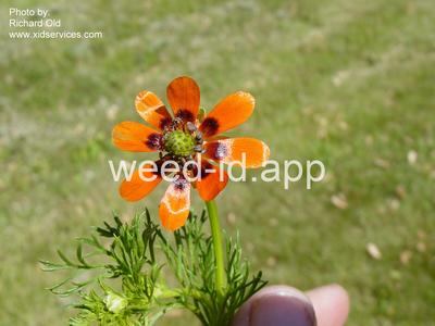 pheasant-eye, summer