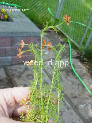 pheasant-eye, summer