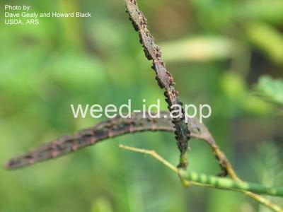 jointvetch, northern