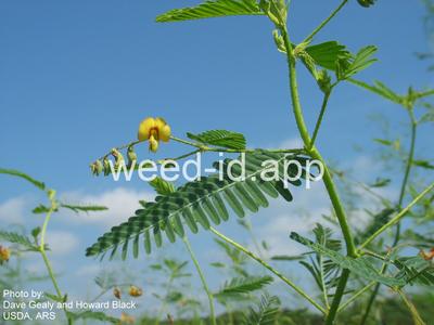 jointvetch, northern