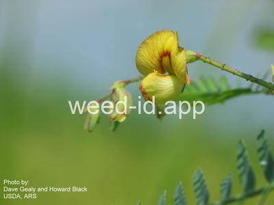 jointvetch, northern